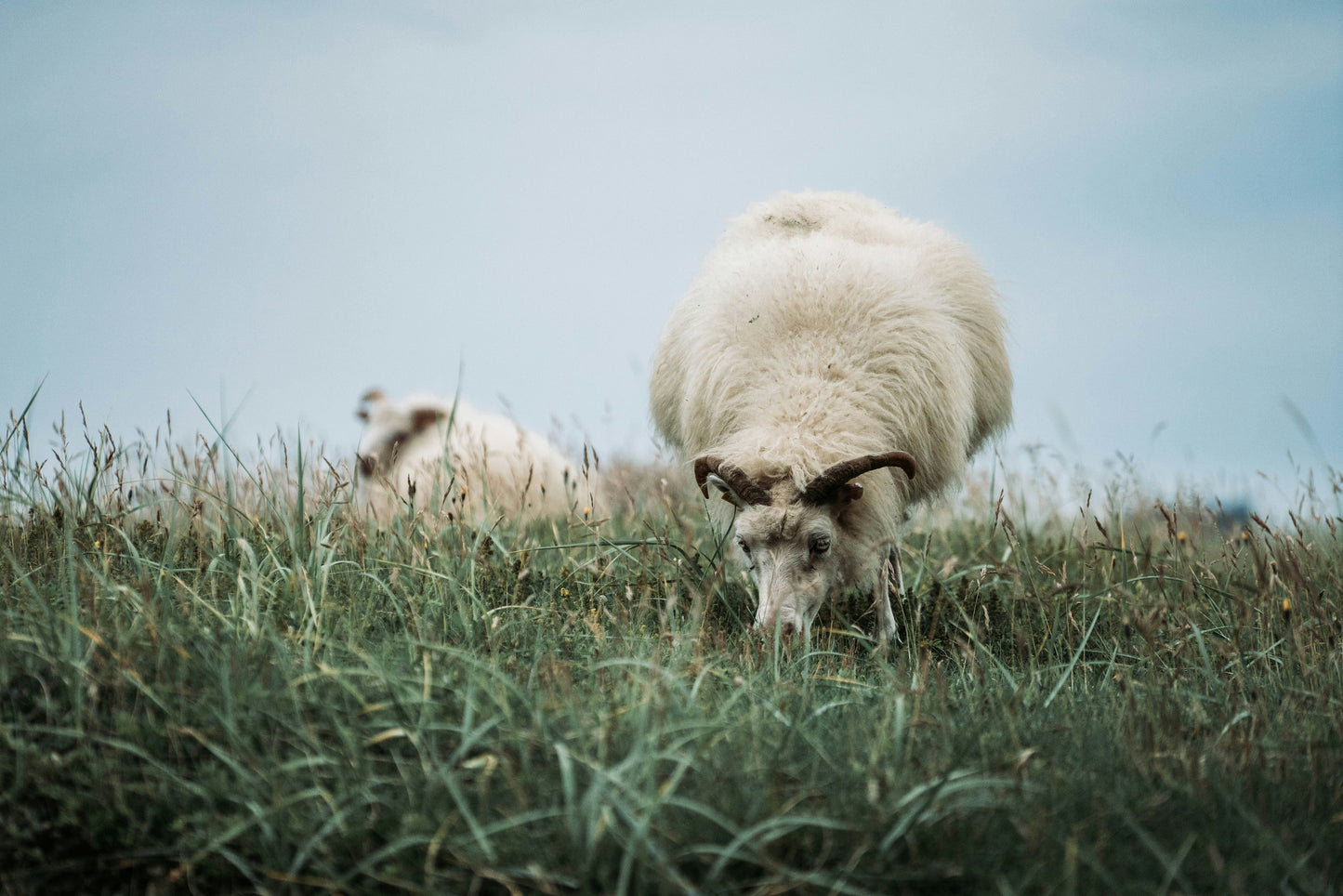 Intro to Animal Processing: Sheep (Workshop)